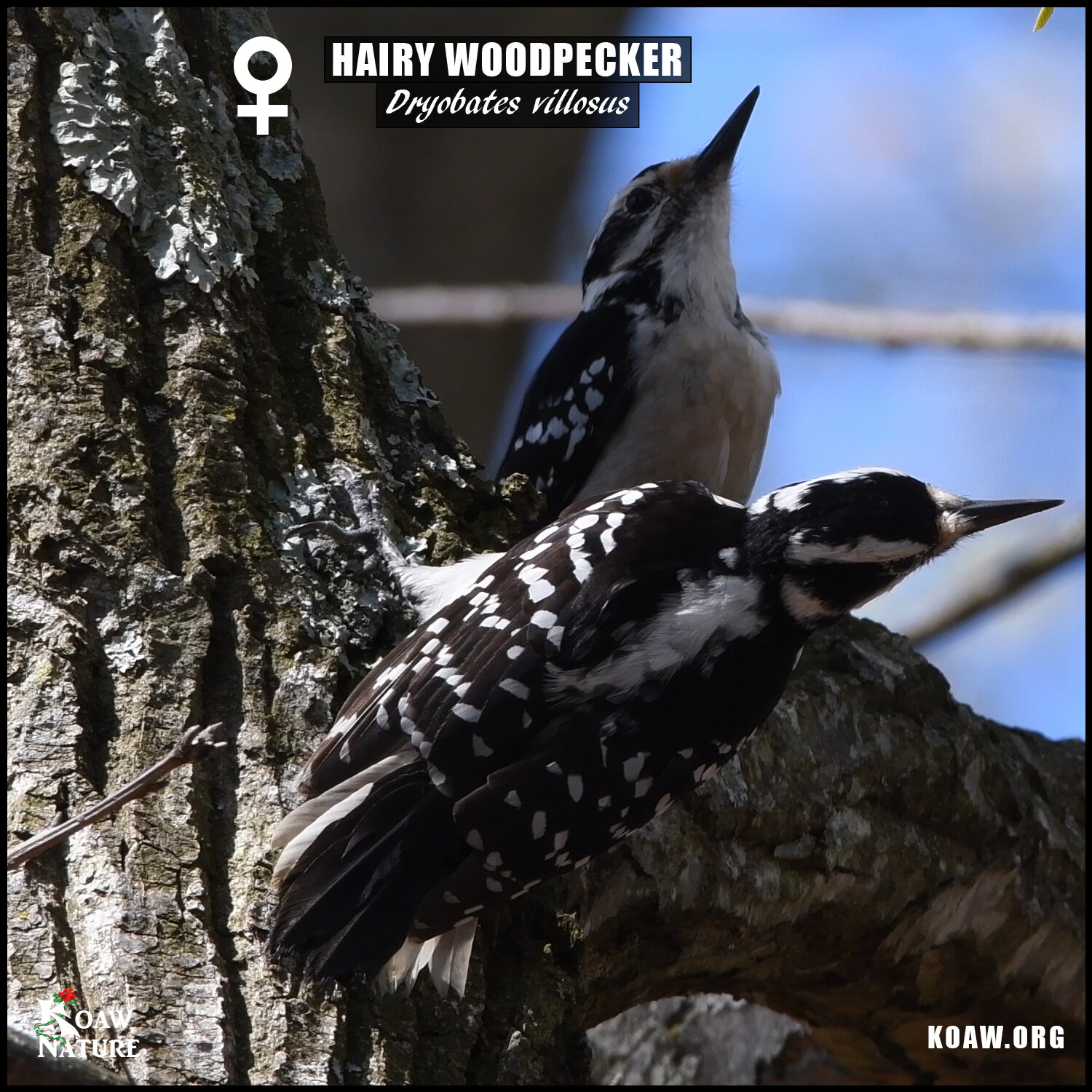 Hairy Woodpecker Females in Tree.jpg