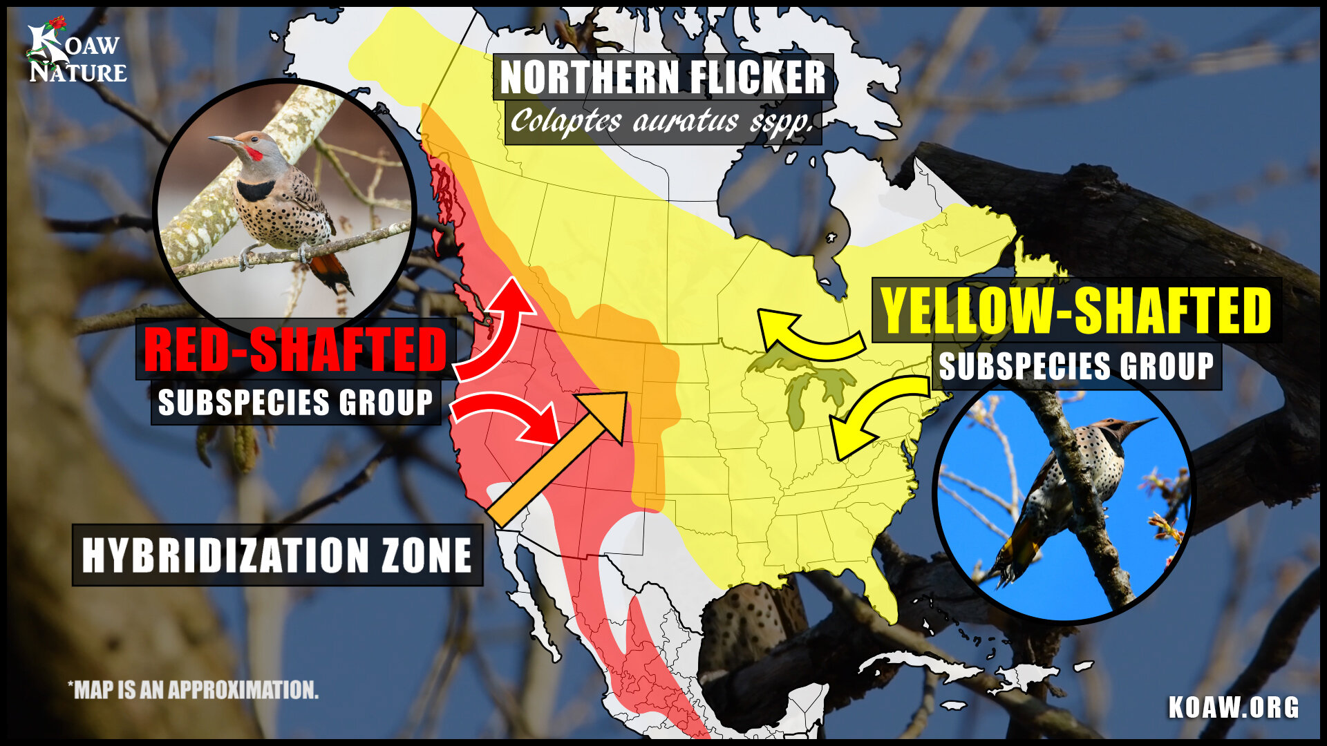 Yellow Shafted Flicker Range Map Red Shafted Hybrid Introgression Zone Koaw Nature.jpg