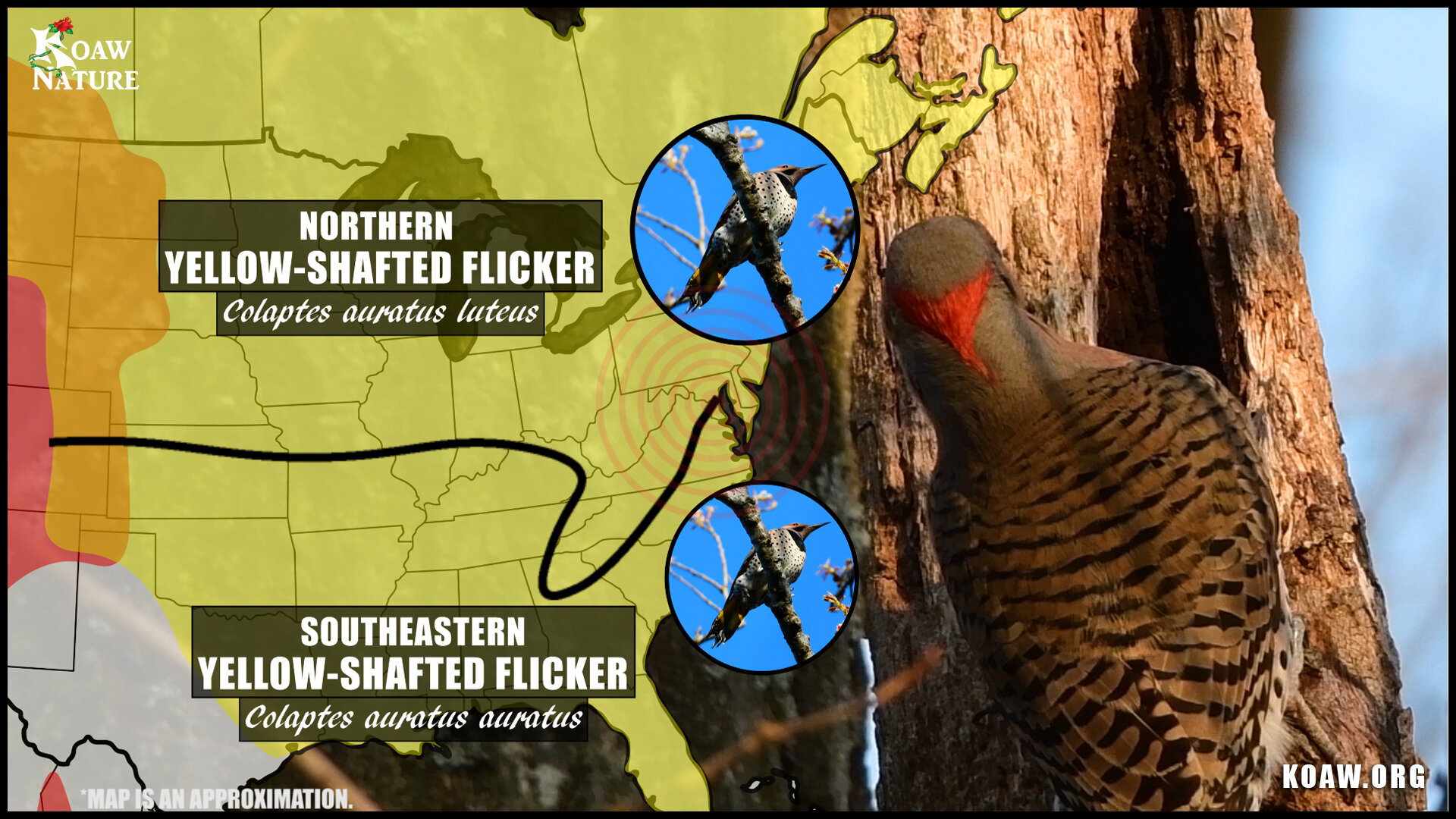 Southeastern Yellow Shafted Flicker vs. Northern Yellow Shafted Flicker Koaw Nature.jpg