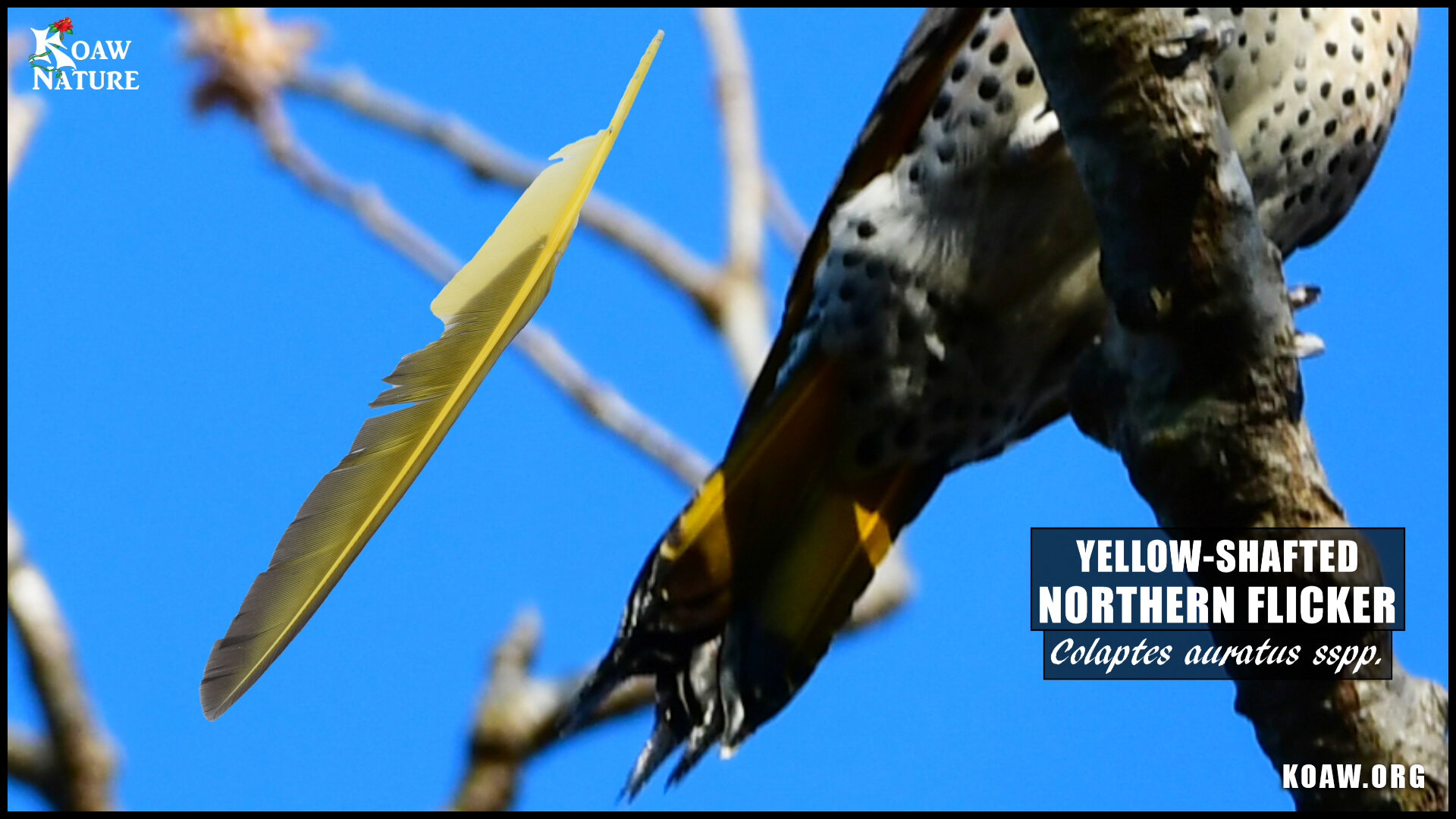 Yellow Feather of Yellow Shafted Northern Flicker Koaw Nature.jpg