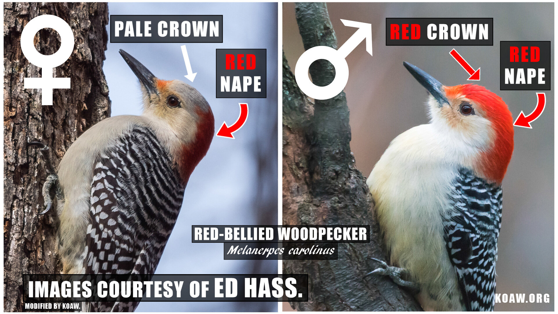 Red-Bellied Woodpecker Male vs Female Koaw Nature.jpg