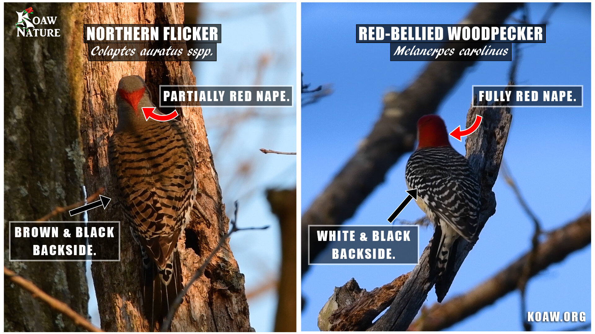 NORTHERN FLICKER VS RED-BELLIED WOODPECKER KOAW NATURE.jpg