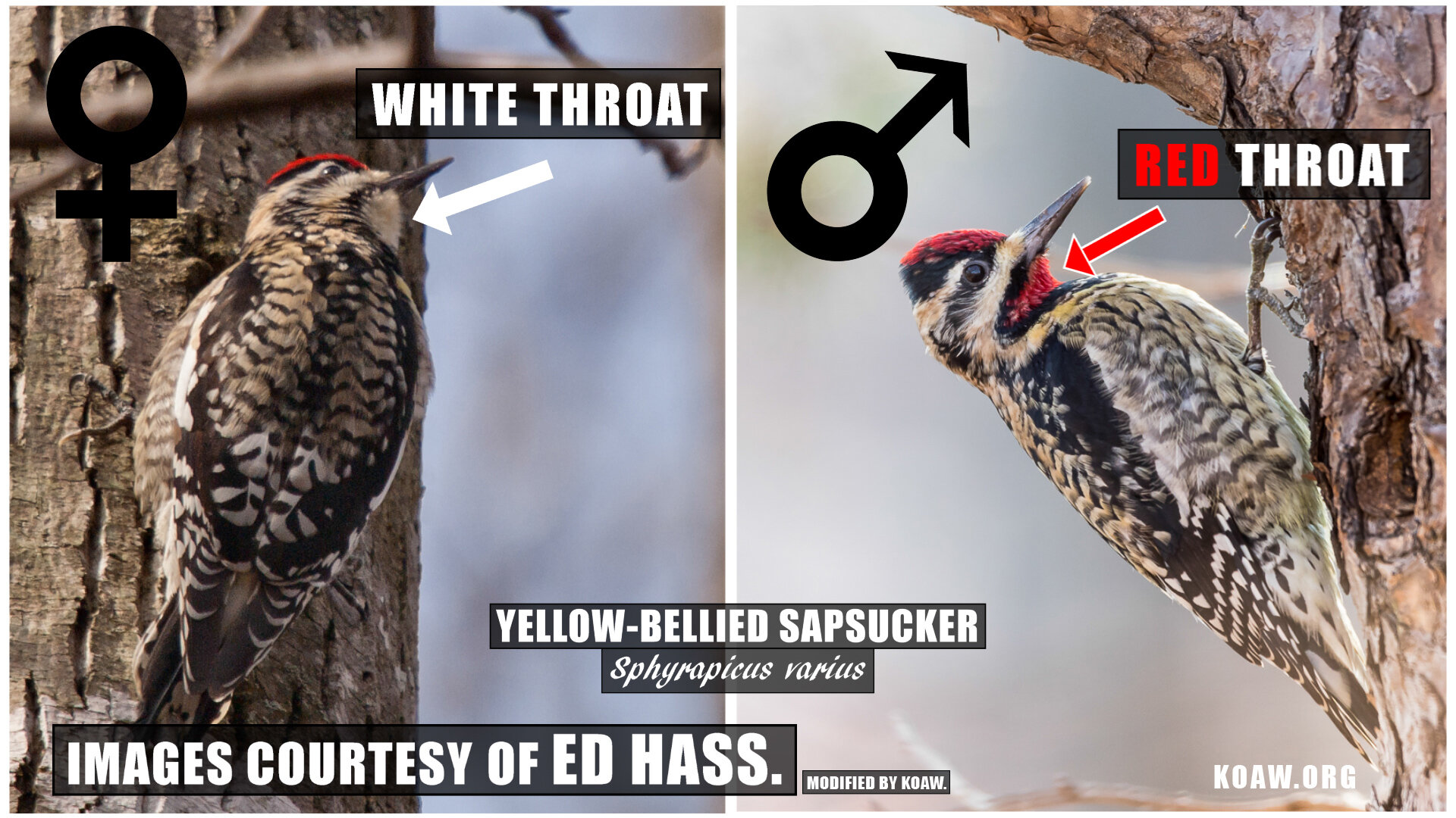 Male vs Female Yellow Bellied Sapsucker Koaw Nature.jpg