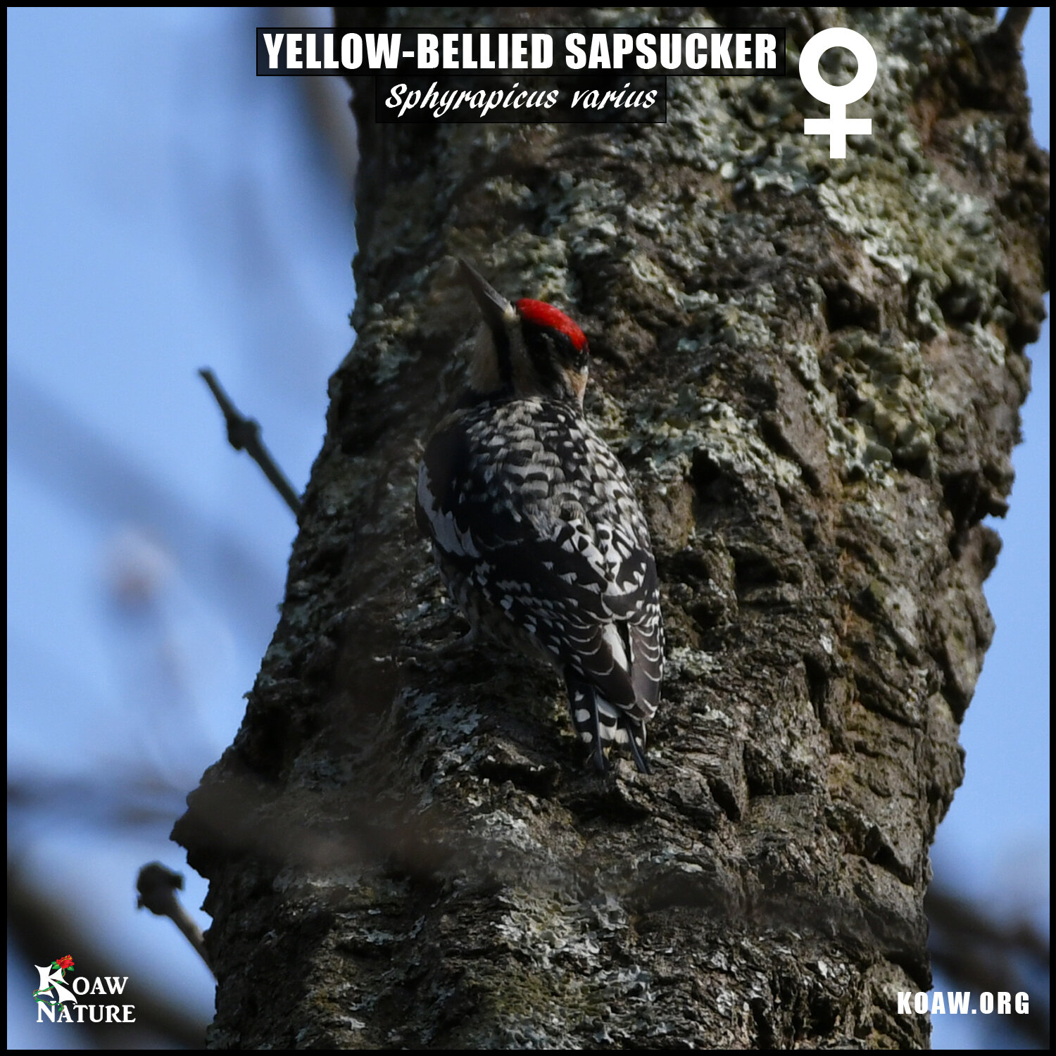 Female Yellow Bellied Sapsucker in Tree Koaw Nature.jpg