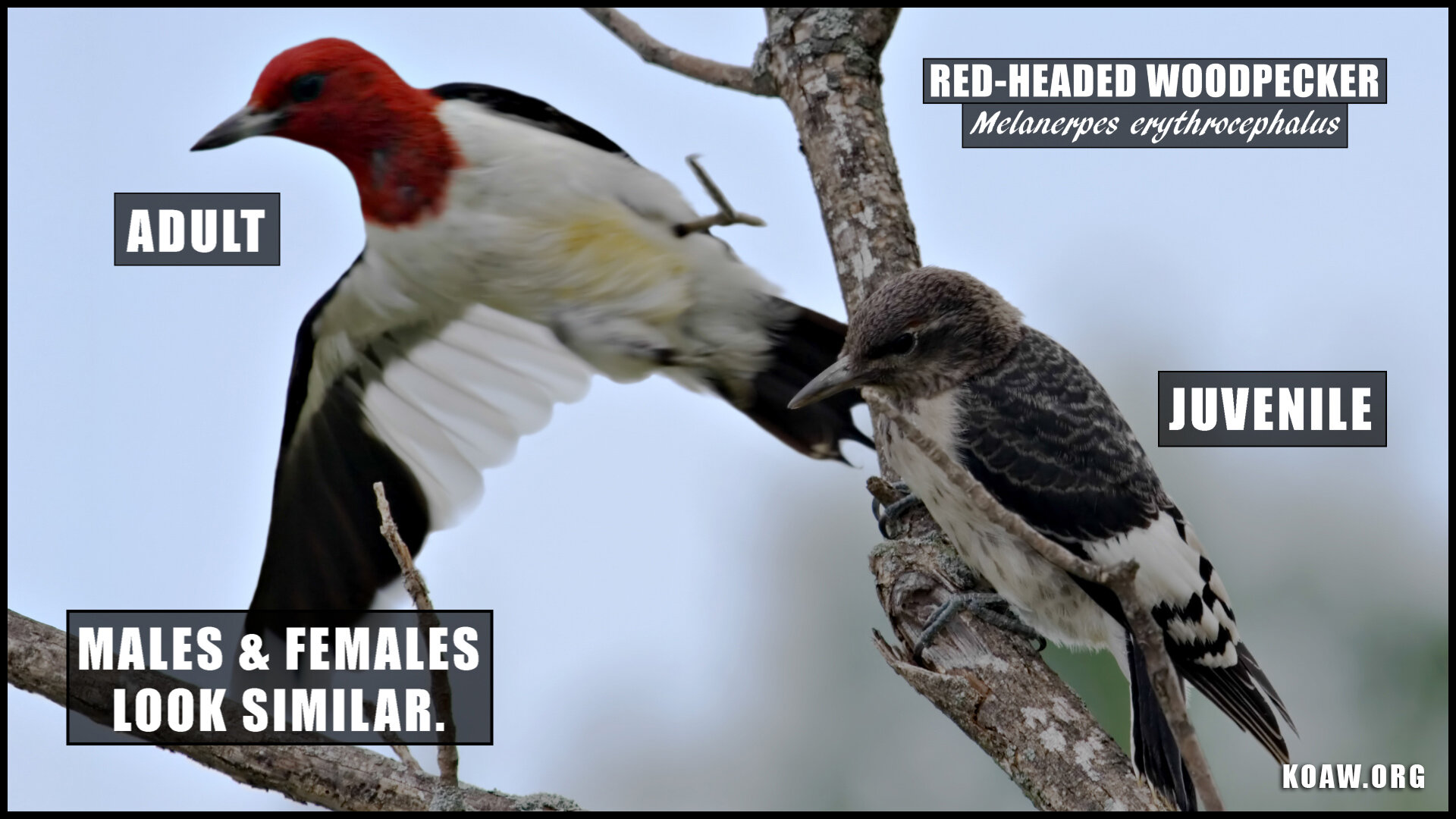 Red headed woodpecker Koaw Nature Juvenile vs Adult.jpg