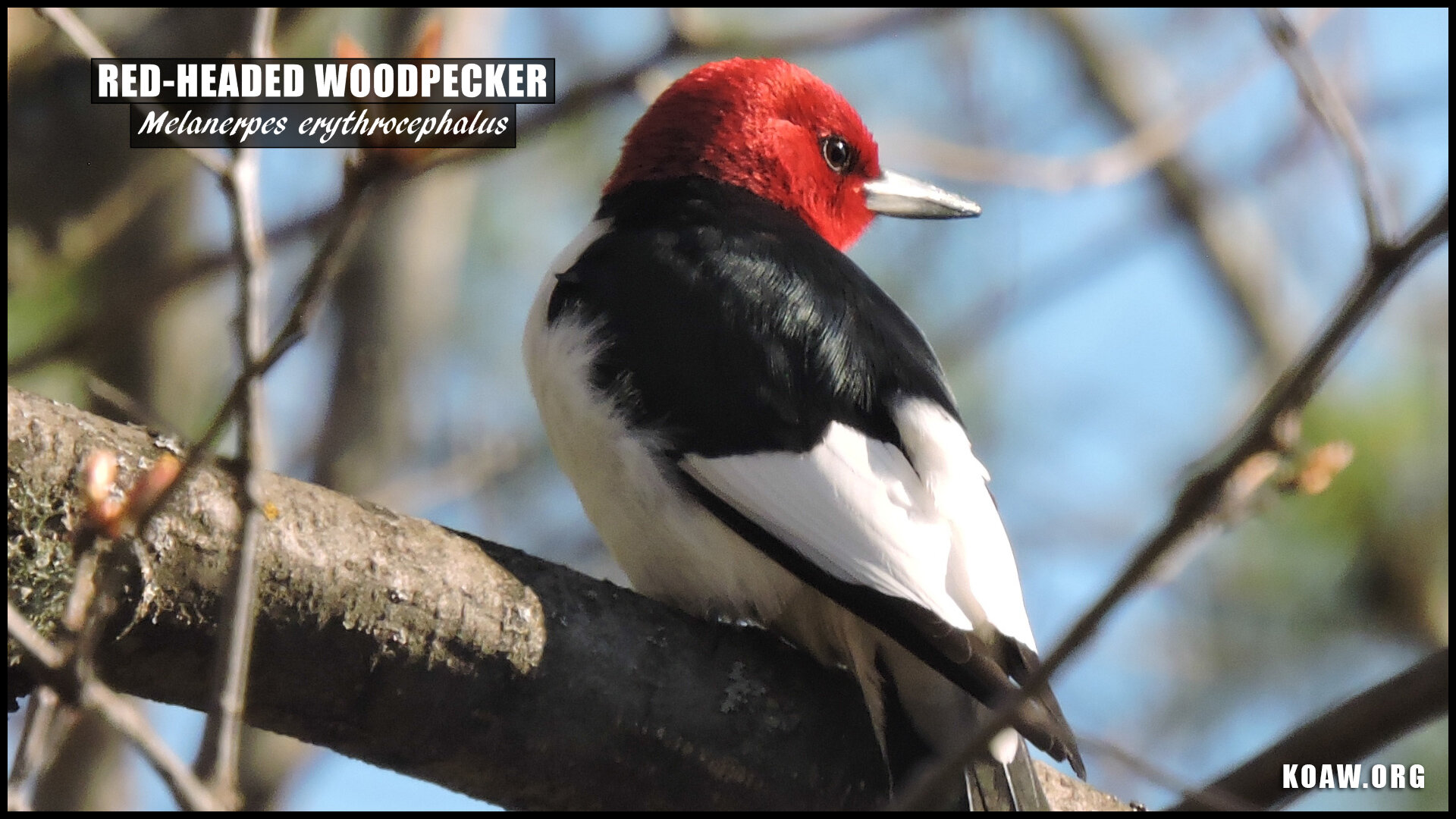Red Headed Woodpecker Backside Koaw Nature.jpg