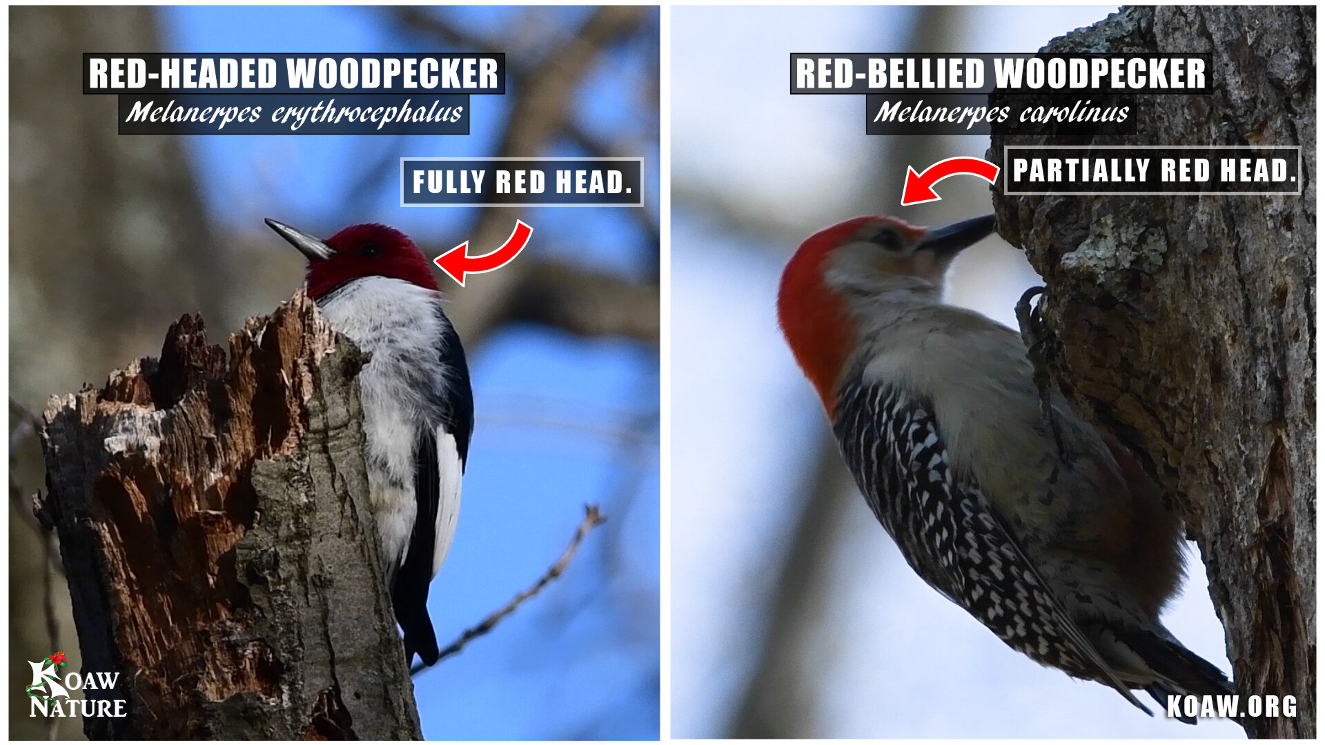 Red Headed Woodpecker vs Red Bellied Woodpecker Koaw Nature.jpg