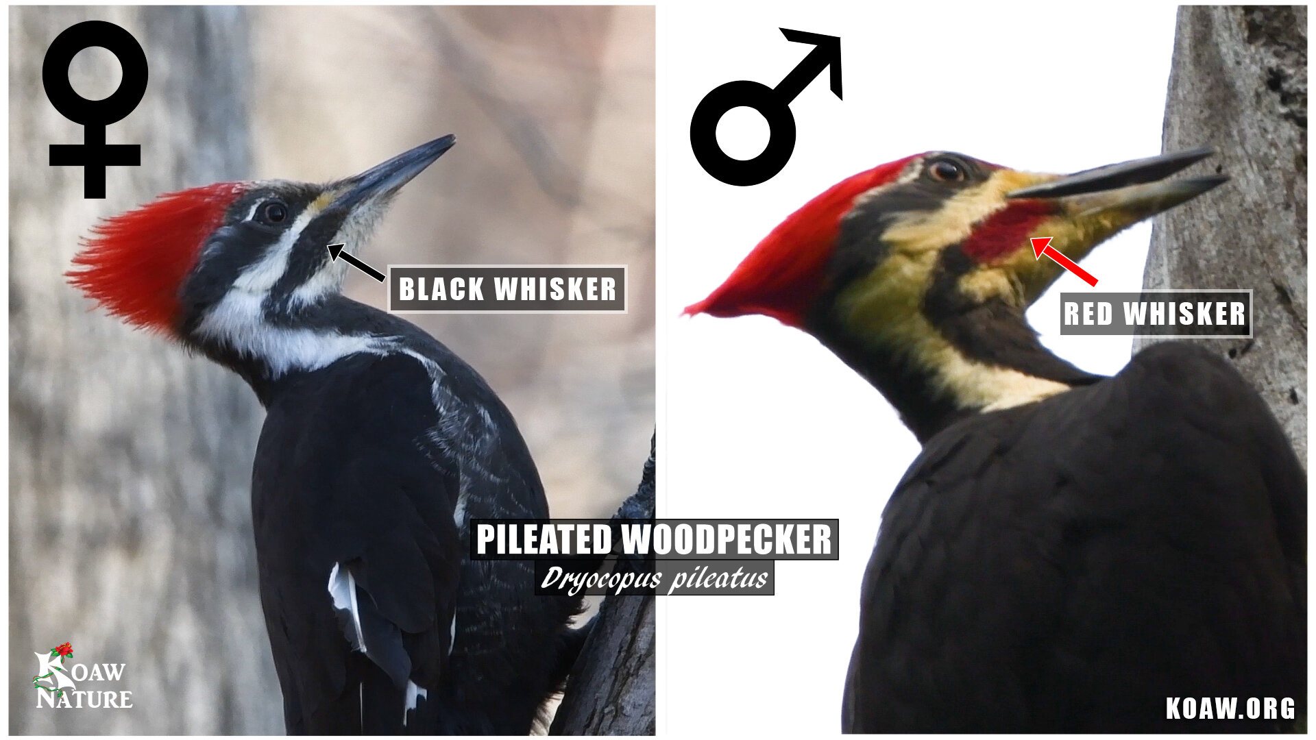Pileated Woodpecker Male vs Female Koaw Nature Whiskers.jpg