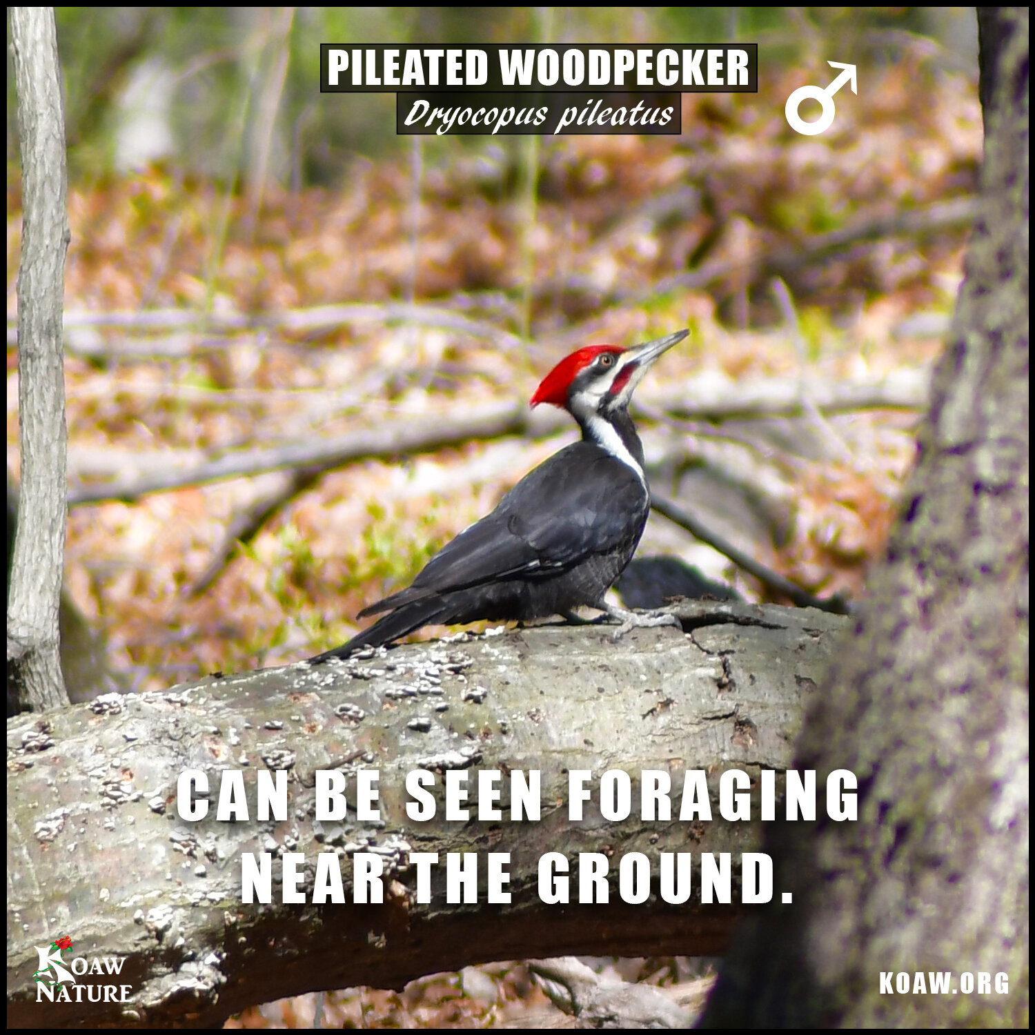 Male Pileated Woodpecker near ground Koaw Nature.jpg