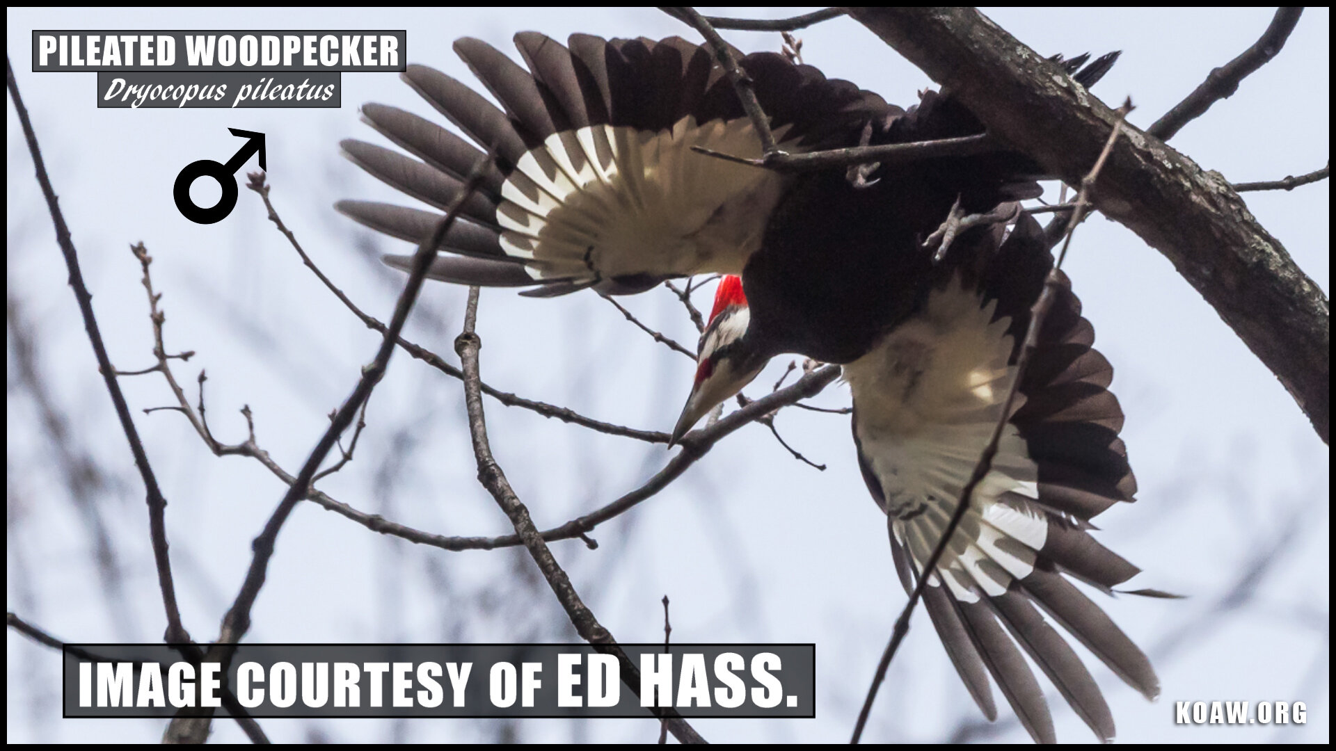 Ed Hass Pileated Woodpecker Koaw Nature.jpg