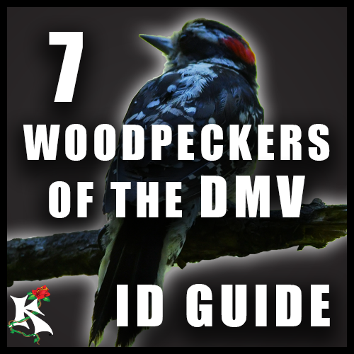 Woodpecker ID D.C., Maryland &amp; Virginia