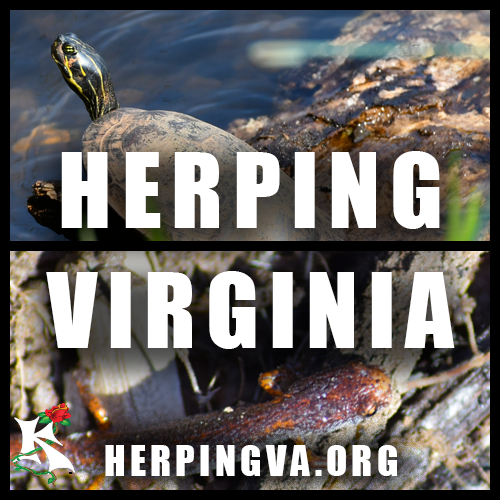 Herping Virginia