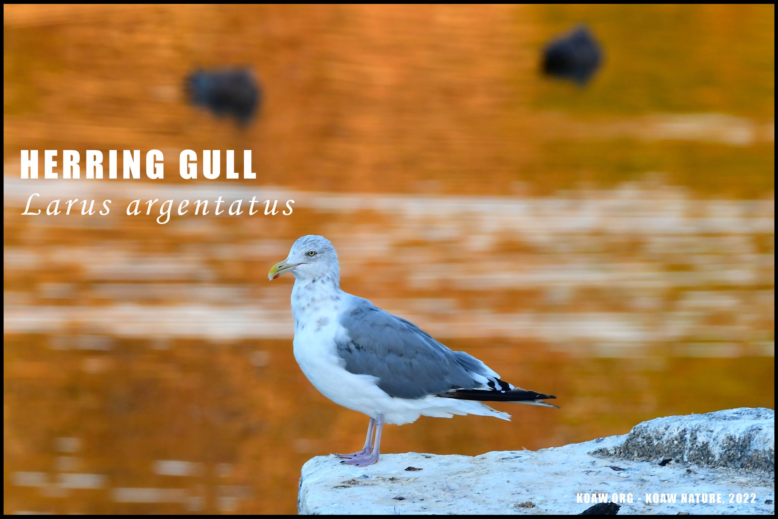 Herring Gull - Rockport Quarry