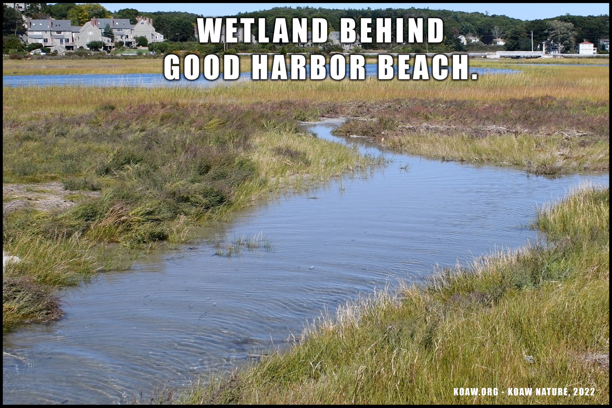 Wetland of Good Harbor Beach