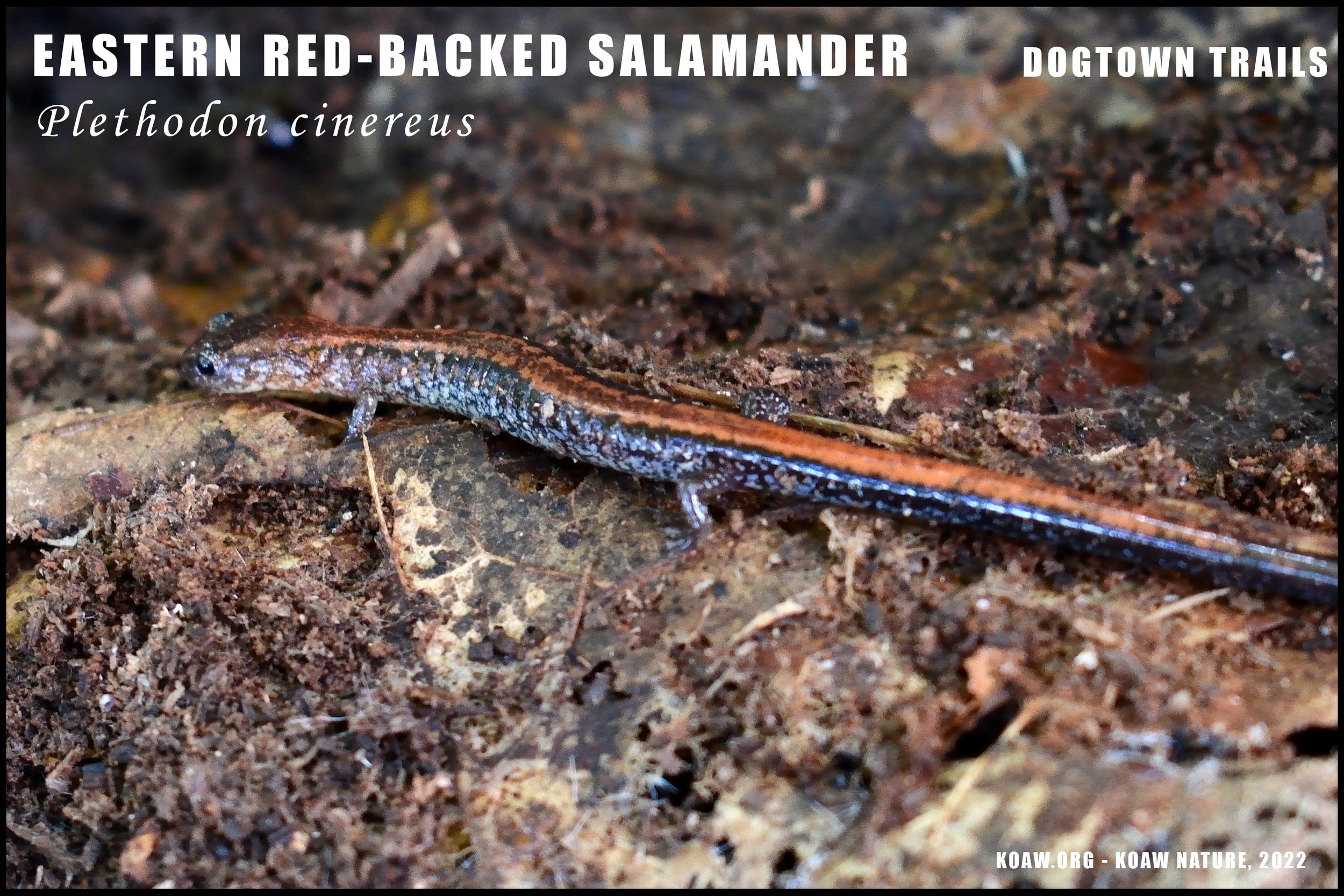 Eastern Red-Backed Salamander at Dogtown