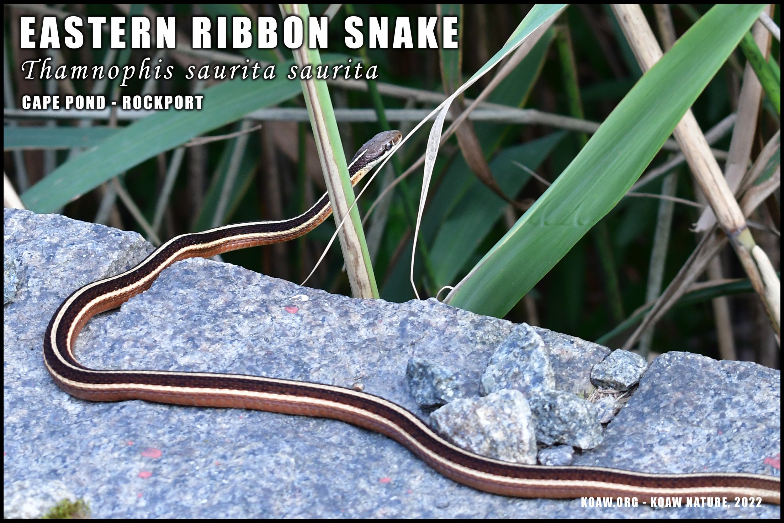 Eastern Ribbon Snake in Massachusetts