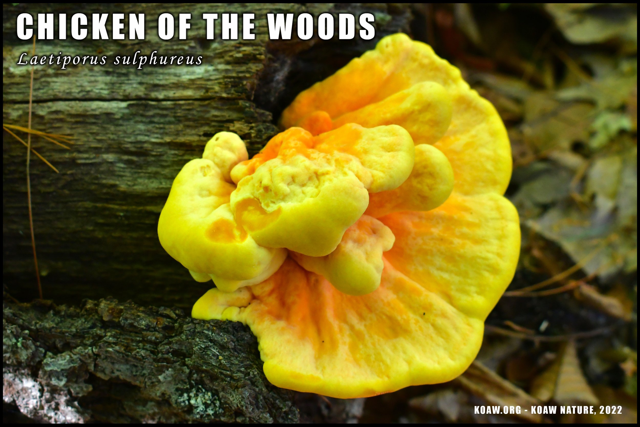 Chicken of the Woods - Ravenswood Park, Gloucester