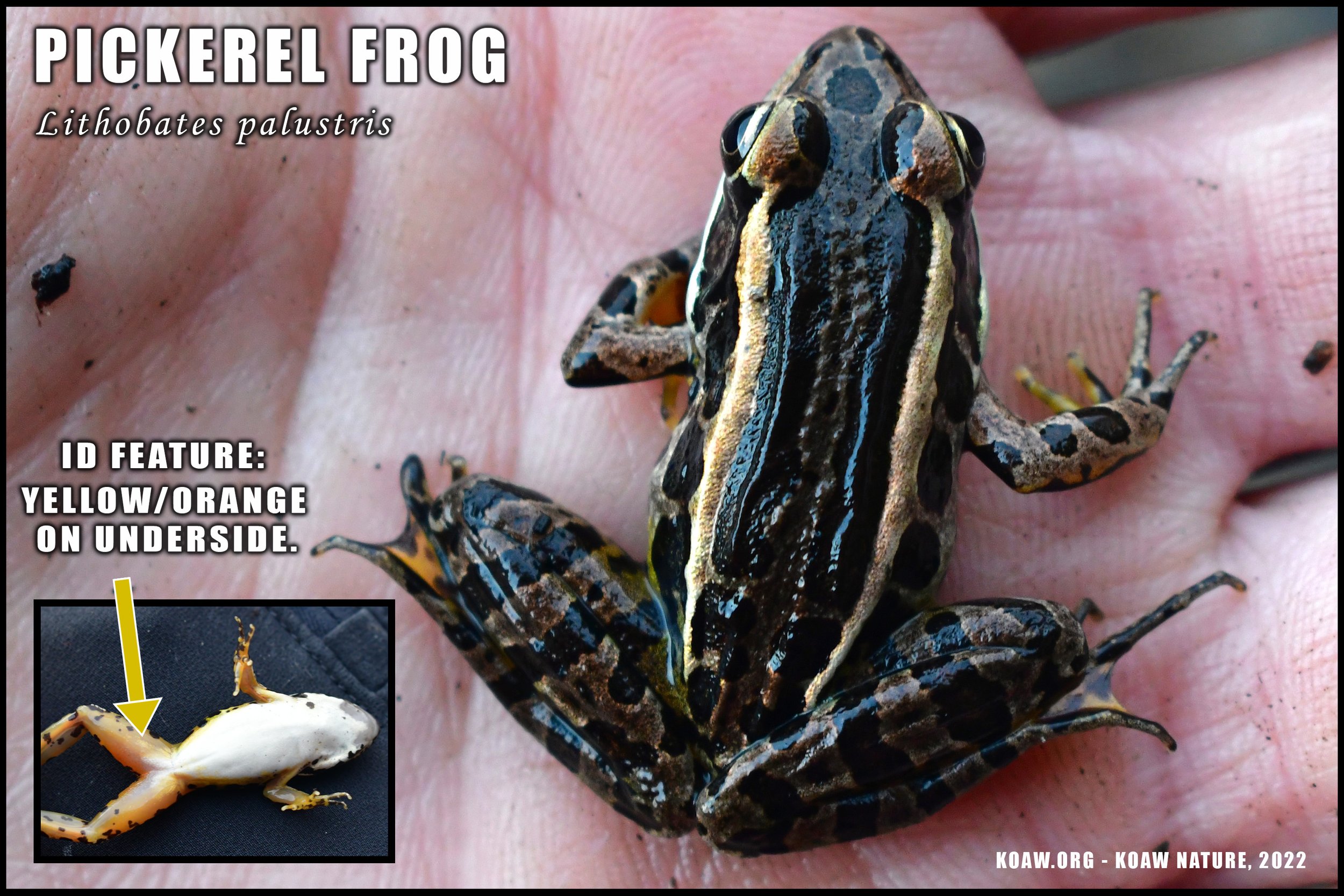 Pickerel Frog Massachusetts Chebacco Woods