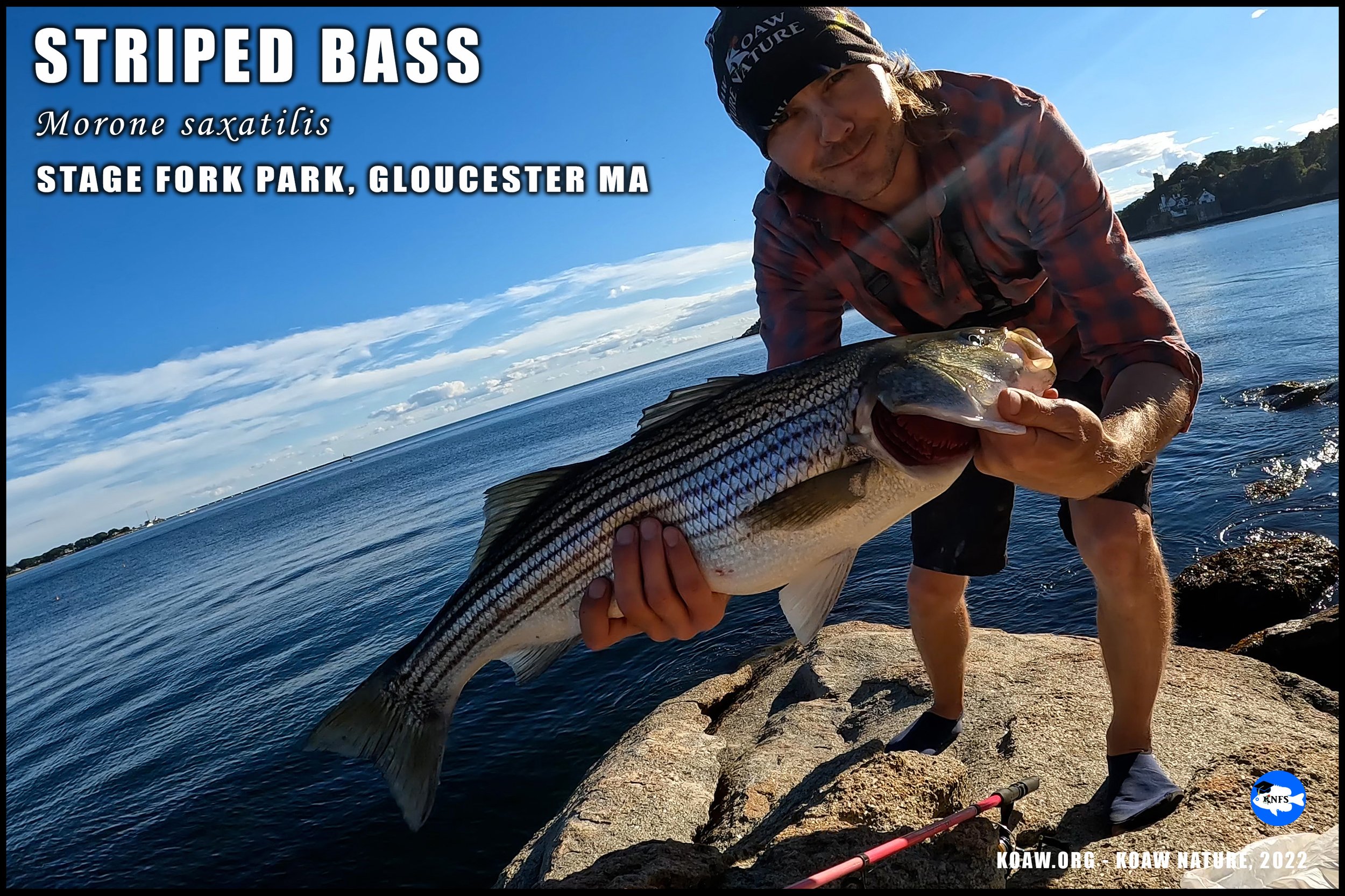 Koaw wtih a striped bass in Massachusetts.