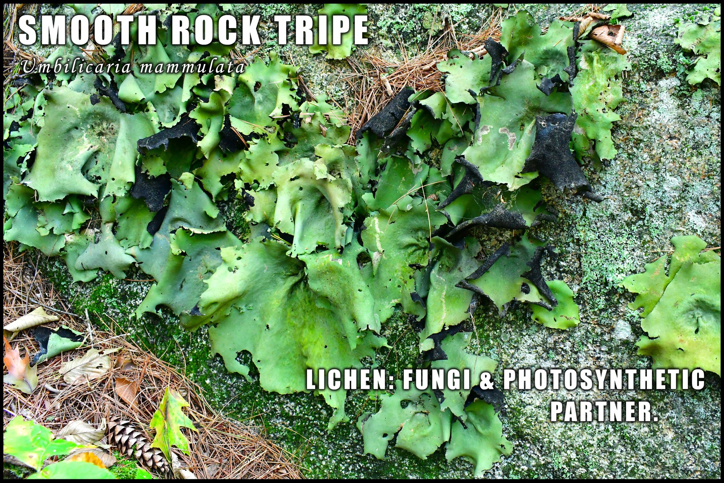 Smooth Rock Tripe on Boulders at Ravenswood Park