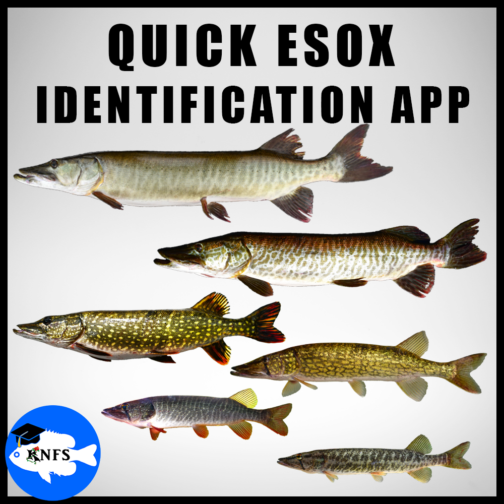 Muskellunge: How to Identify — Koaw Nature