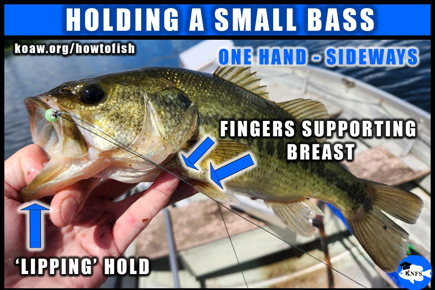 Image shows the proper way to hold a small black bass sideways