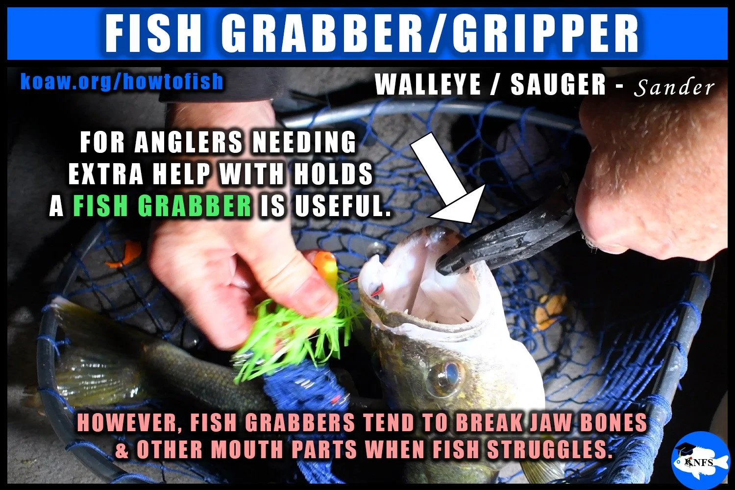 A Walleye (Sander vitreus) being held by a fish grabber.