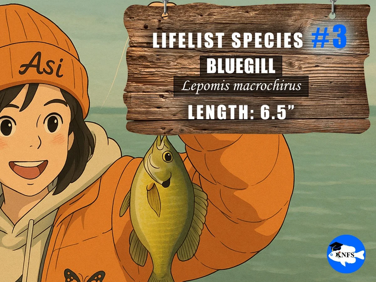 3_ASI_BLUEGILL_NS_WEBSITE.jpg
