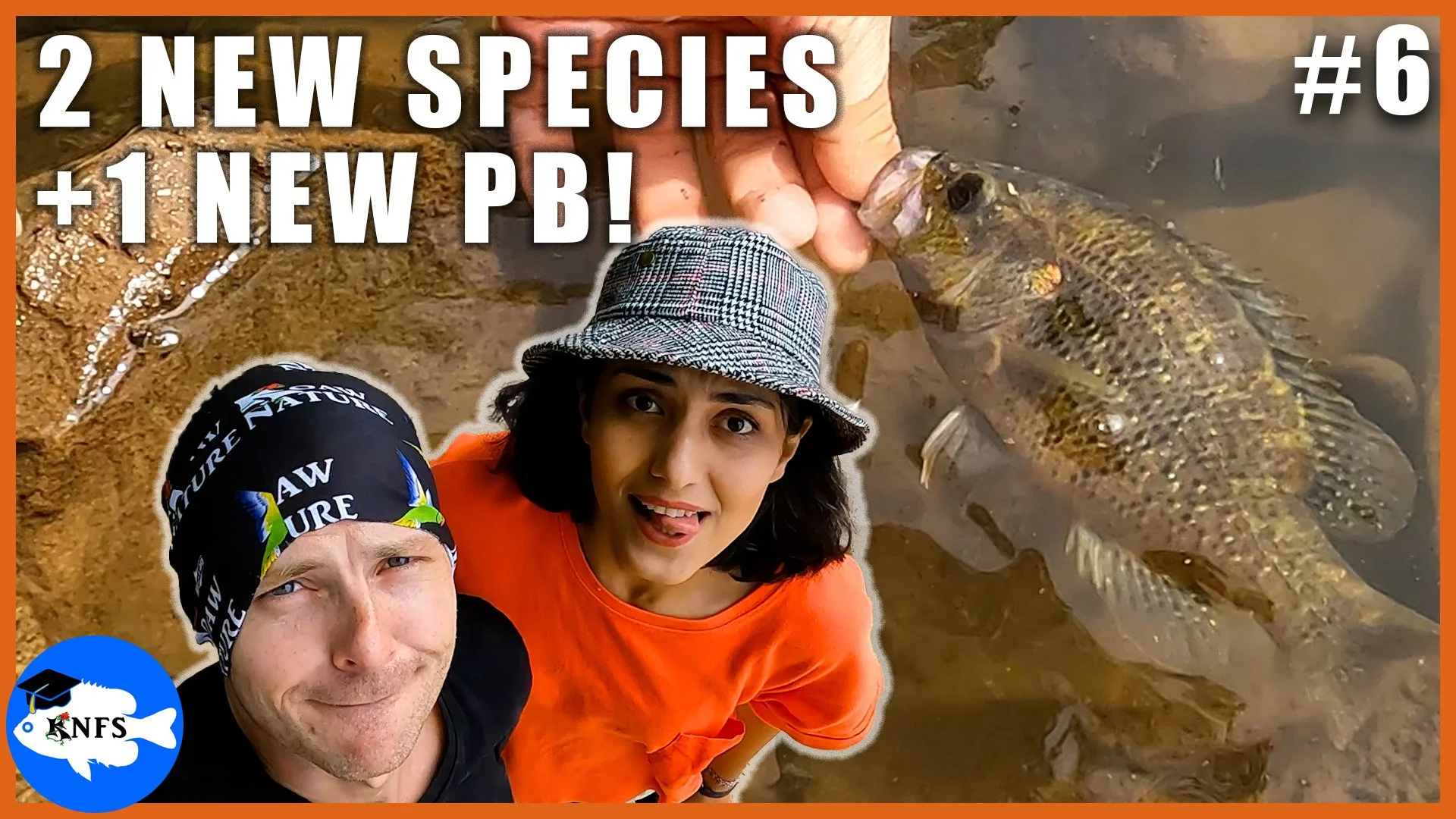 Asi lands 2 new species of common sunfishes