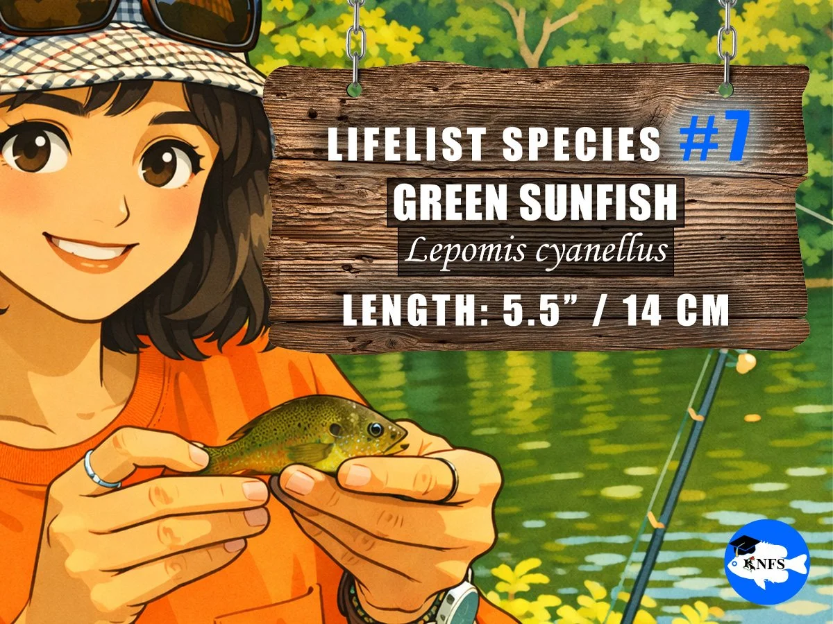Asi's Green Sunfish