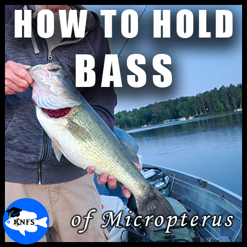 How_to_hold_BASS_Black_Basses_SMALLTHUMBER_KNFSFGUIDE.png
