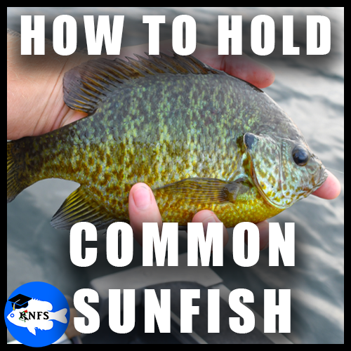 How_to_hold_COMMONSUNFISHthumberknfsFGUIDE.png