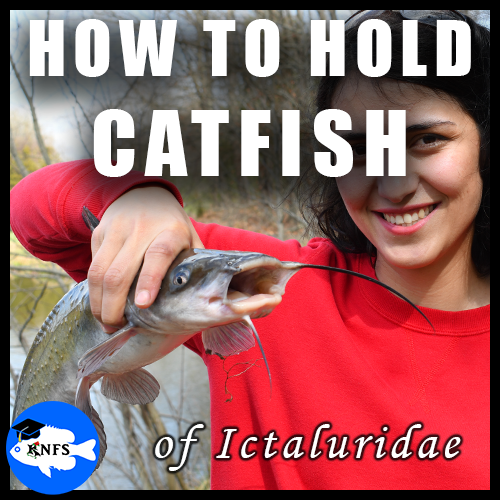 How_to_hold_catfish_knfs_thumber_fguide26.png