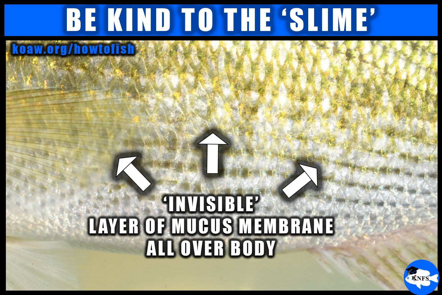 Shows the hard to see mucus membrane on a fish.