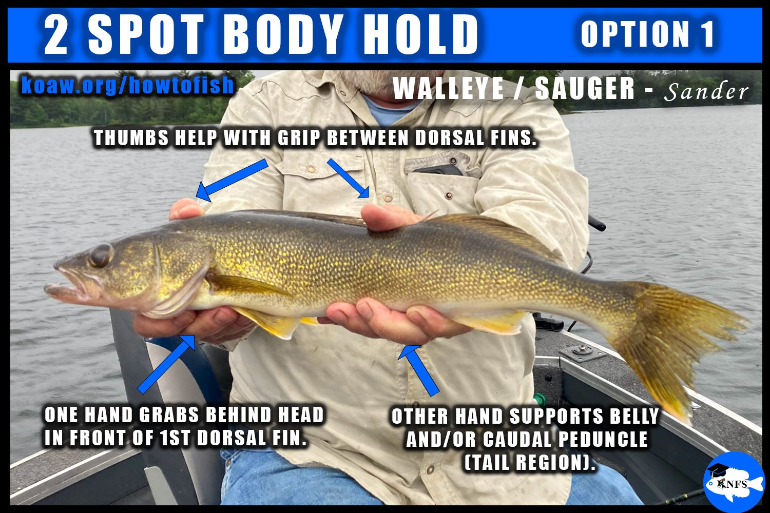 Shows how to hold a Walleye (Sander vitreus) without touching teeth and spines in fins.