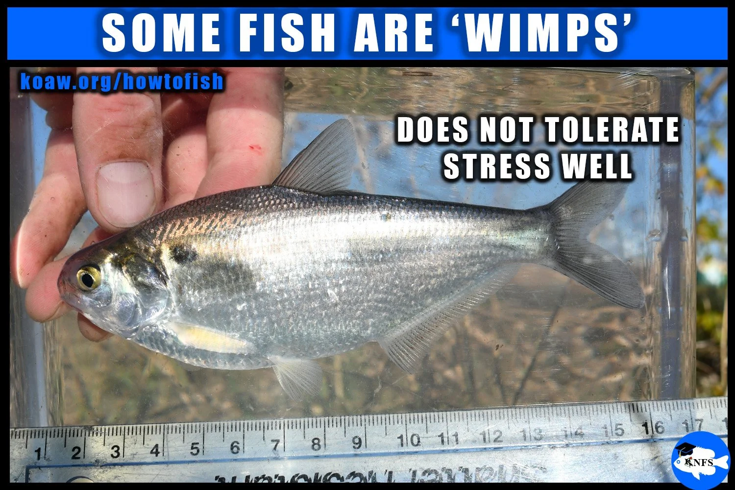 Some fishes are 'wimps', as in, they cannot handle stress well. Stress comes in many forms, such as being removed from water, handled by the angler, experiencing temperature differences, and more.
