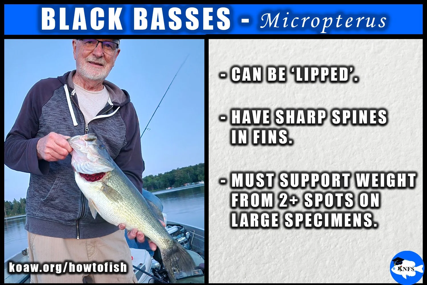 Describes that holding a black bass requires supporting large specimens from two spots. A bass from this genus of Micropterus may be lipped, or held by the mouth.