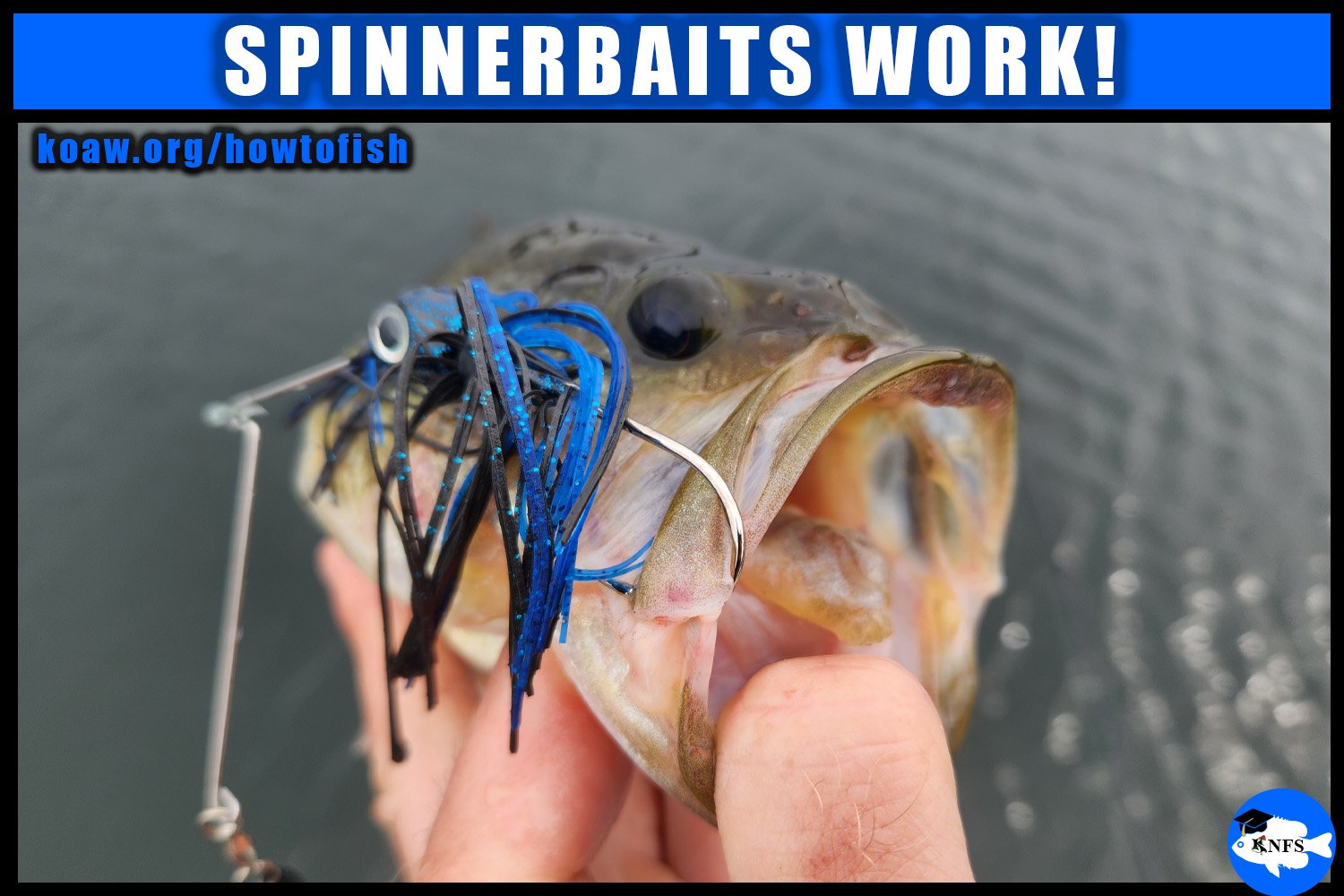 Shows a Largemouth Bass caught on a single-blade single-hook safety-pin spinnerbait.