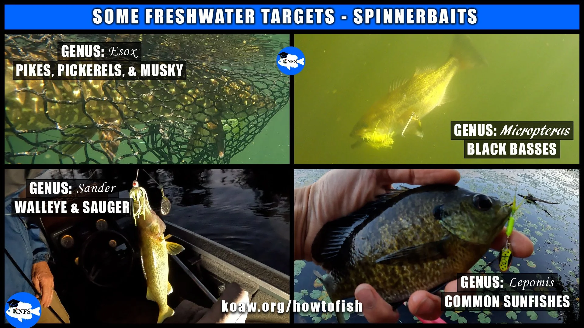 Shows some genera of fishes often caught with spinnerbait rigs.