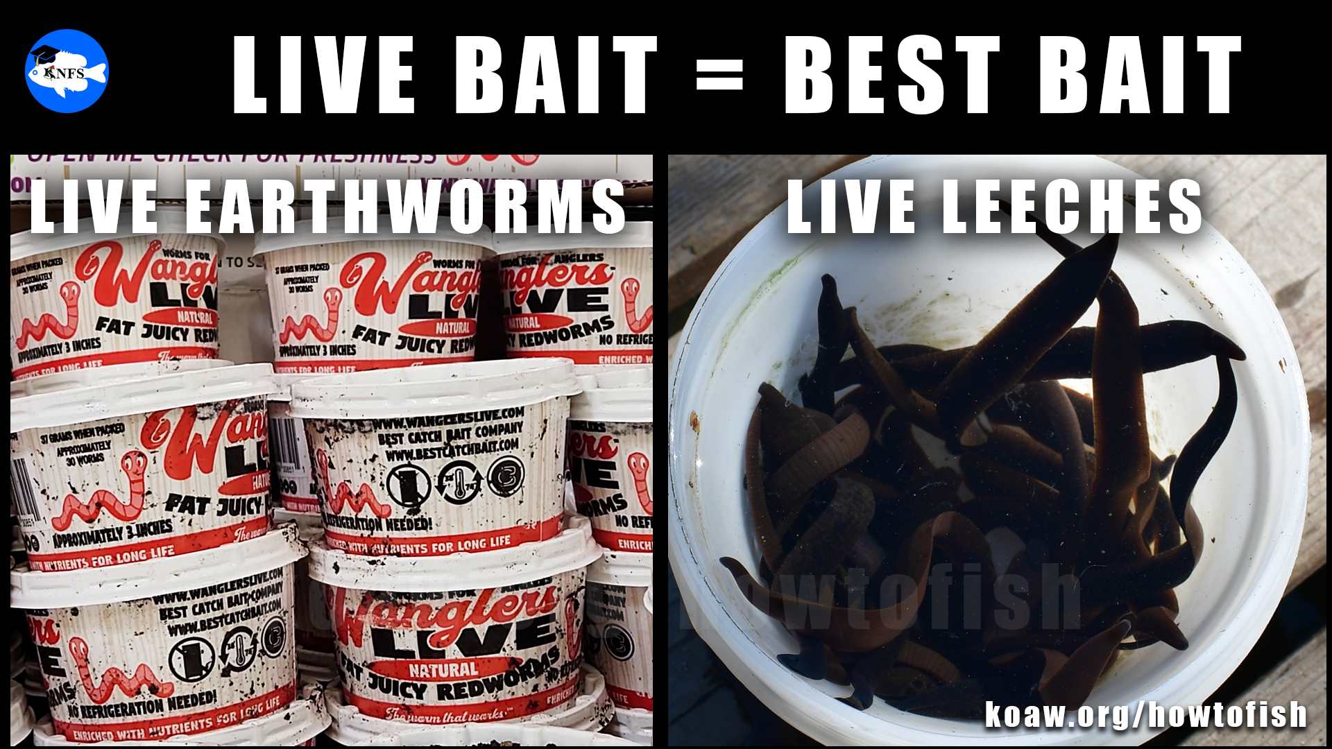Shows the best fishing bait when using a float and hook when fishing.