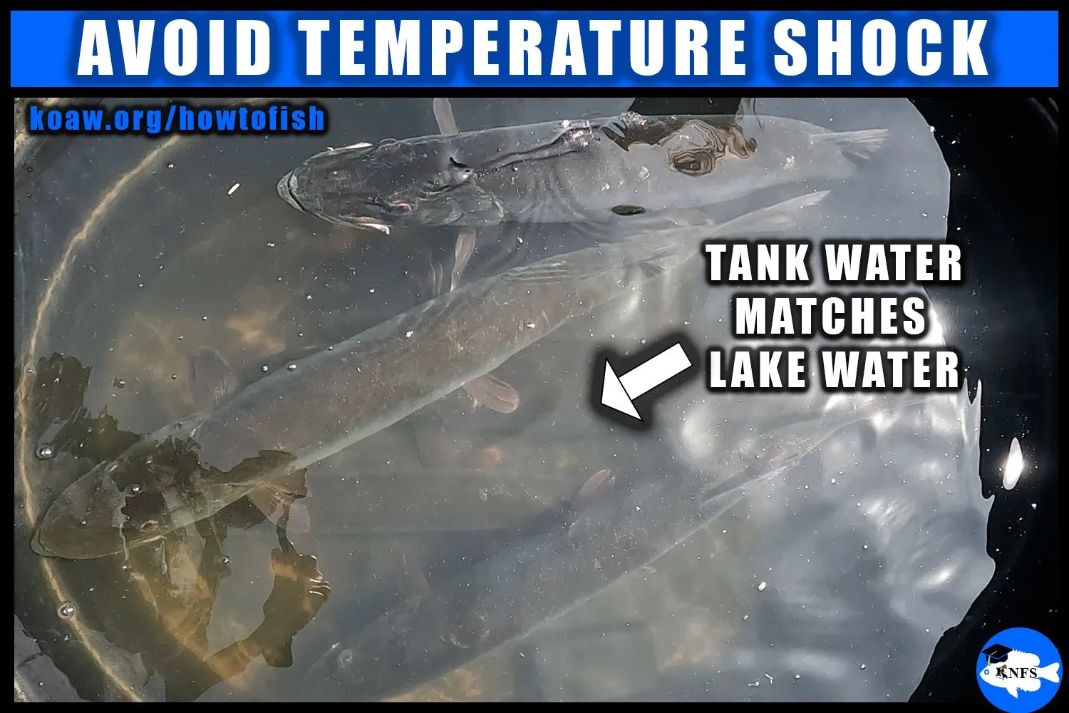 Image shows Muskies (Esox masquinongy) being held in a tank getting ready to be measured.