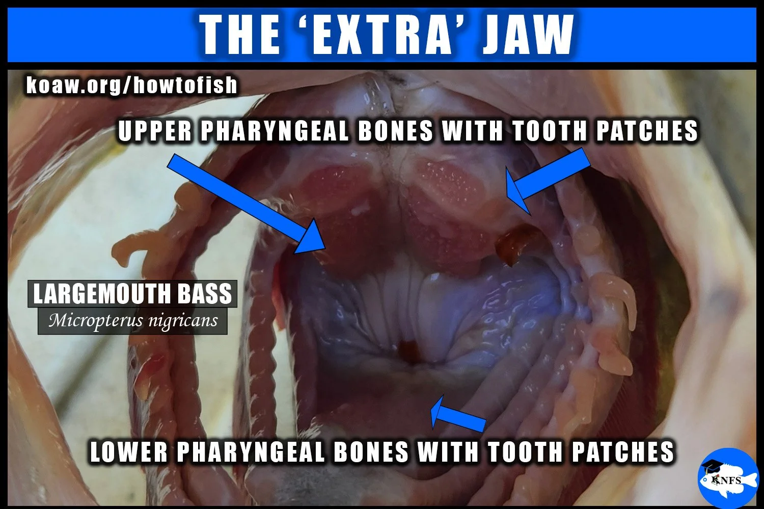 Shows the pharyngeal bones of a Largemouth Bass (Micropterus nigricans). These tooth plates assist in grabbing and crushing food.