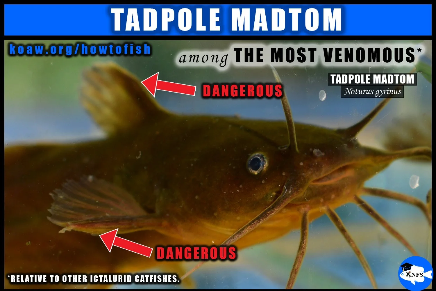 Noturus gyrinus (Tadpole Madtom) has one of the most potent venoms of North American catfishes.
