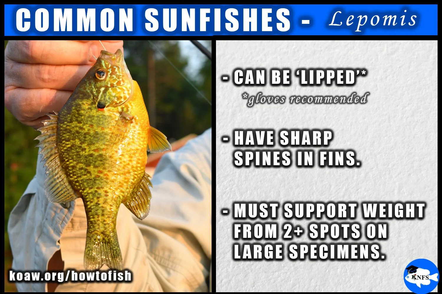 How to hold a bluegill, pumpkinseed, shellcracker, warmouth, and many other species.