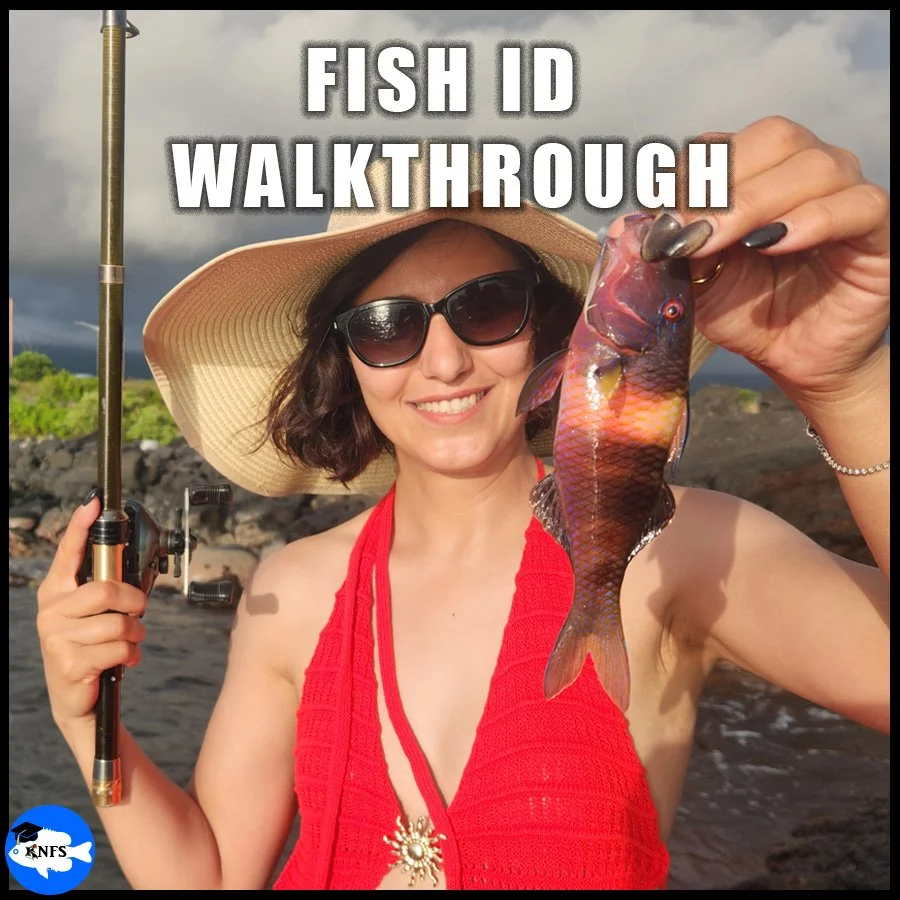 Asi holding a Manybar Goatfish (Parupeneus multifasciatus)