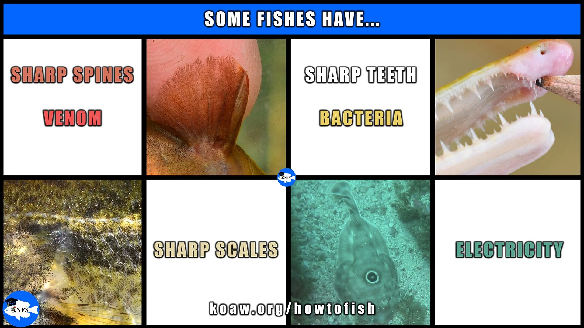 Angler safety requires minding many features of fishes including sharp spines, venom, sharp teeth, bacteria, sharp scales, and electricity.