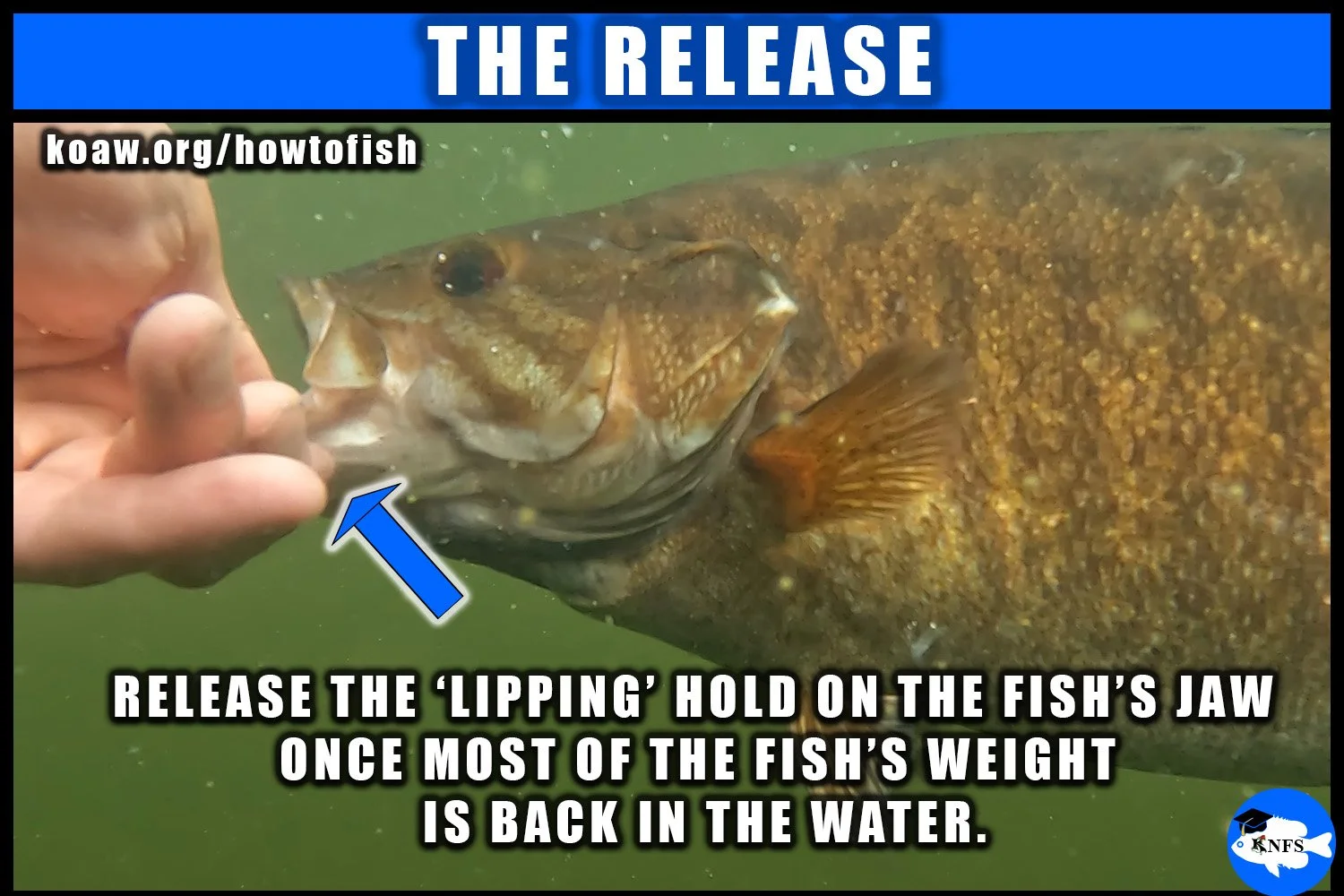 Shows a Smallmouth Bass (Micropterus dolomieu) being released after being placed into the water.
