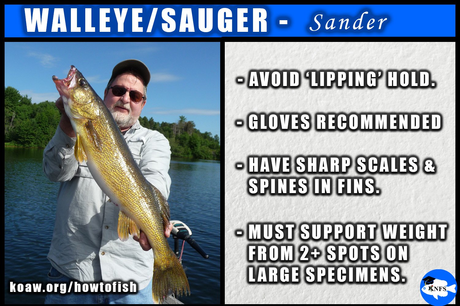 A large Walleye (Sander vitreus) being held by an angler.