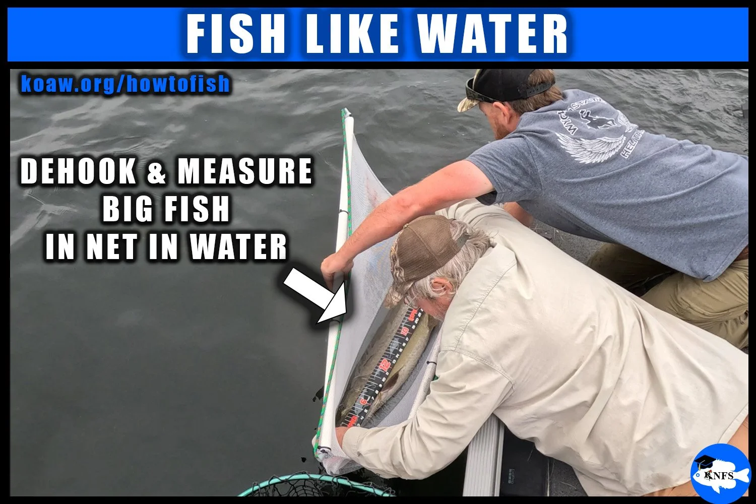 Shows an adult Muskellunge (Esox masquinongy) being measured in a homemade cradle net in water.