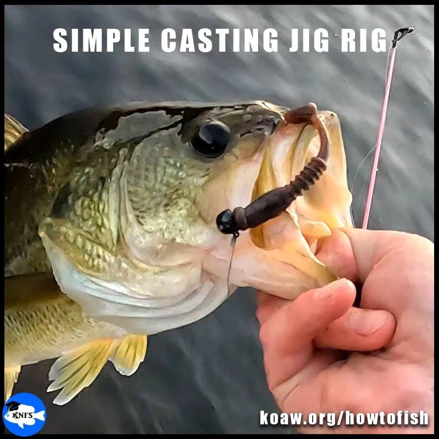 A Largemouth Bass (Micropterus nigricans) captured on a Mule Fishing 3/32 oz weighted jig-head and Donkey Tail soft plastic.